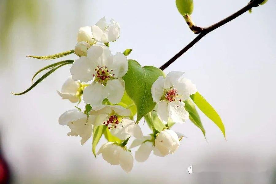 梨花属于什么生肖,数据管理策略_数线程版41.744