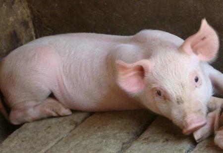 生猪今日最新报价,📣生猪今日最新报价🐖，带你洞悉市场行情！